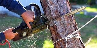 Wharton, TX Tree Removal Company