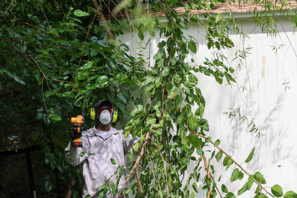 Best Tree and Shrub Care  in Wharton, TX